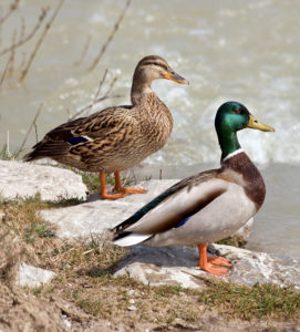 Canards-aux-jardins-deau-dannevoie